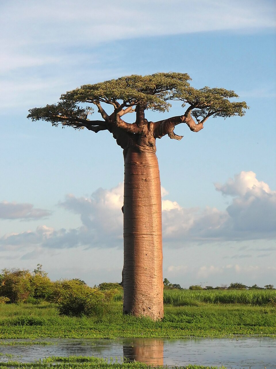 Madagascar travel eSIM data plans