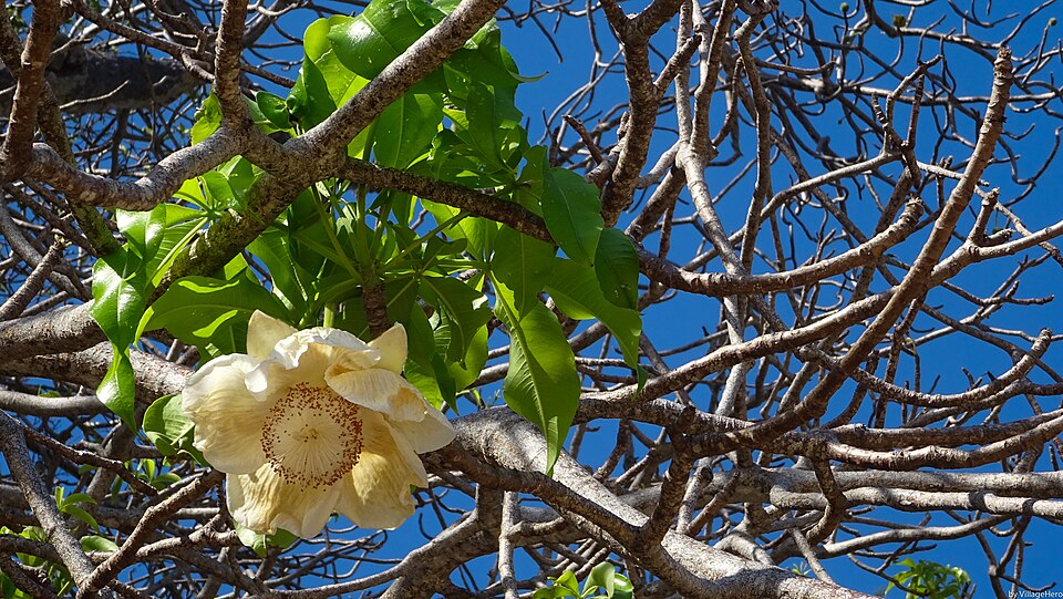 Mayotte travel eSIM data plans